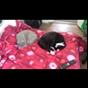 thumbnail Lilac and Ling Ling sleeping it off