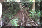 401_Ecuador_Jungle_Walk_01.jpg (67117 bytes)