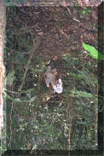 405_Ecuador_Jungle_Walk_04.jpg (67592 bytes)