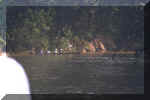 435_Ecuador_Jungle_Canoe_Ride_06.jpg (27924 bytes)