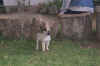 124_Ecuador_Day_1_Compound_Dog_01.jpg (33208 bytes)