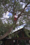 126_Ecuador_Day_1_Compound_Tree_and_Child_03.jpg (112307 bytes)