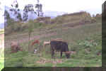 604_Ecuador_Shaman_Home_01.jpg (41499 bytes)