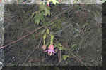 636_Ecuador_Flower_01.jpg (43466 bytes)
