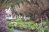 DCC 004 Hacienda Garden.jpg (87021 bytes)