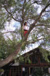 DCC 013 Girl and Tree.jpg (95439 bytes)