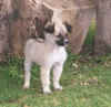 DCC 014 Dog.jpg (9834 bytes)