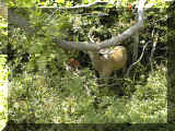 FI Deer 1999 002.JPG (60700 bytes)