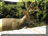FI Deer 1999 006.JPG (57164 bytes)