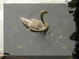 FI Ducks 1999 001.JPG (44360 bytes)