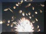 Fireworks NY 0007_113.JPG (202410 bytes)