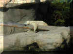 San Diego Zoo 0007_005.JPG (227879 bytes)