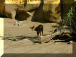San Diego Zoo 0007_016.JPG (220082 bytes)
