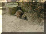 San Diego Zoo 0007_034.JPG (216674 bytes)