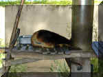 San Diego Zoo 0007_037.JPG (202711 bytes)