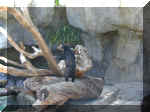 San Diego Zoo 0007_045.JPG (209720 bytes)
