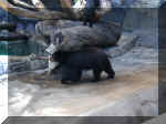 San Diego Zoo 0007_046.JPG (220844 bytes)