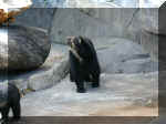 San Diego Zoo 0007_048.JPG (202944 bytes)
