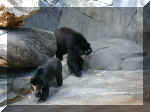 San Diego Zoo 0007_049.JPG (205671 bytes)
