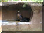 San Diego Zoo 0007_054.JPG (203664 bytes)