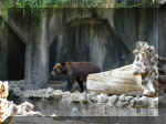 San Diego Zoo 0007_056.JPG (227583 bytes)