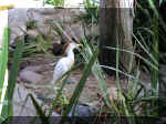 San Diego Zoo 0007_081.JPG (213301 bytes)