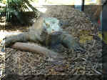 San Diego Zoo 0007_123.JPG (216723 bytes)
