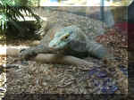 San Diego Zoo 0007_124.JPG (208611 bytes)