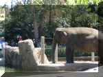 San Diego Zoo 0007_139.JPG (228447 bytes)