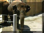 San Diego Zoo 0007_142.JPG (207590 bytes)
