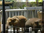 San Diego Zoo 0007_143.JPG (202454 bytes)