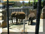 San Diego Zoo 0007_144.JPG (221182 bytes)
