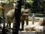 San Diego Zoo 0007_146.JPG (228798 bytes)