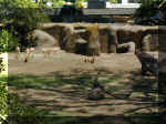 San Diego Zoo 0007_155.JPG (216207 bytes)