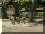 San Diego Zoo 0007_156.JPG (212577 bytes)