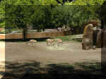 San Diego Zoo 0007_157.JPG (208779 bytes)