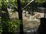 San Diego Zoo 0007_161.JPG (219751 bytes)