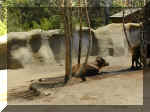 San Diego Zoo 0007_162.JPG (211497 bytes)