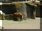 San Diego Zoo 0007_163.JPG (221964 bytes)