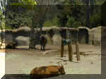San Diego Zoo 0007_164.JPG (229134 bytes)