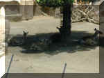 San Diego Zoo 0007_165.JPG (202102 bytes)