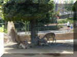 San Diego Zoo 0007_166.JPG (210800 bytes)