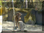 San Diego Zoo 0007_171.JPG (221016 bytes)