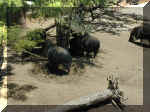 San Diego Zoo 0007_172.JPG (228841 bytes)