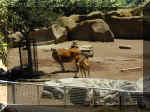 San Diego Zoo 0007_173.JPG (208854 bytes)