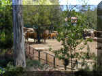 San Diego Zoo 0007_175.JPG (226437 bytes)