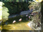 San Diego Zoo 0007_176.JPG (214457 bytes)
