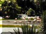San Diego Zoo 0007_177.JPG (219584 bytes)